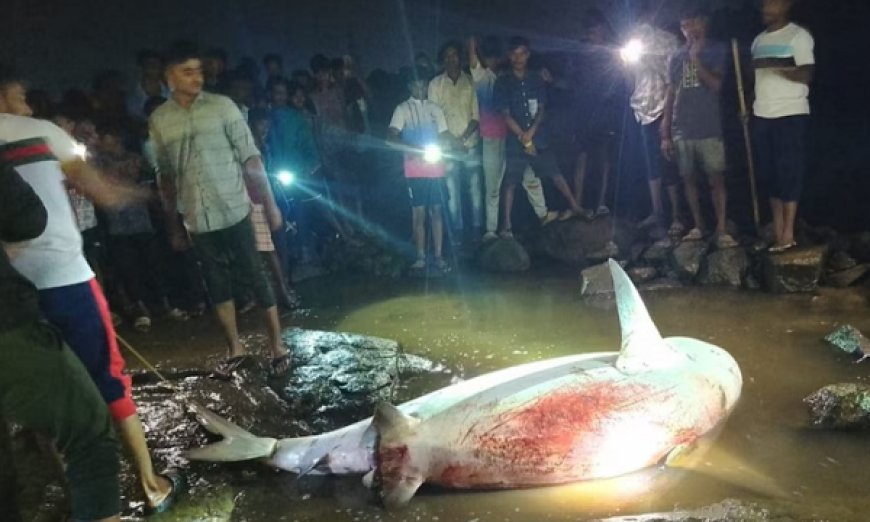 मुंबई : मुंबई के नदी में मछली पकड़ने गए एक युवक  खूनी शार्क ने किया अटैक,