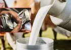 Cow milk subsidy in maharashtra : महाराष्ट्र में गाय के दूध पर सब्सिडी: