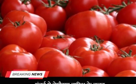 मुंबई में बेमौसम बारिश के कारण टमाटर की कीमतों में तेजी