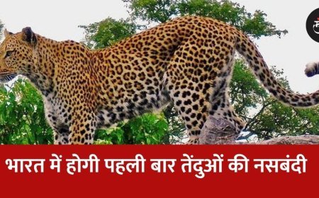 भारत में होगी पहली बार तेंदुओं की नसबंदी !