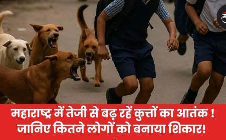 महाराष्ट्र में तेजी से बढ़ रहें कुत्तों का आतंक ! जानिए कितने लोगों को बनाया शिकार!