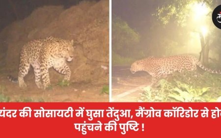 भायंदर की सोसायटी में घुसा तेंदुआ, मैंग्रोव कॉरिडोर से होकर पहुंचने की पुष्टि !