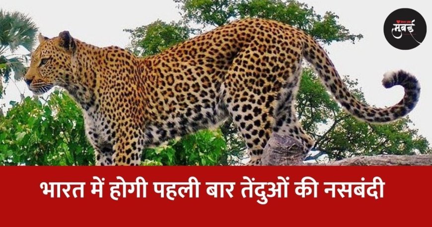 भारत में होगी पहली बार तेंदुओं की नसबंदी !