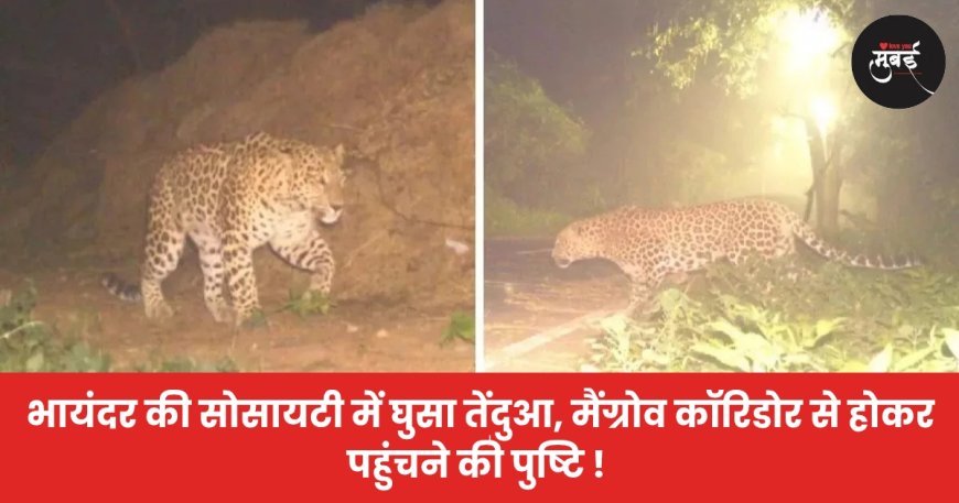 भायंदर की सोसायटी में घुसा तेंदुआ, मैंग्रोव कॉरिडोर से होकर पहुंचने की पुष्टि !